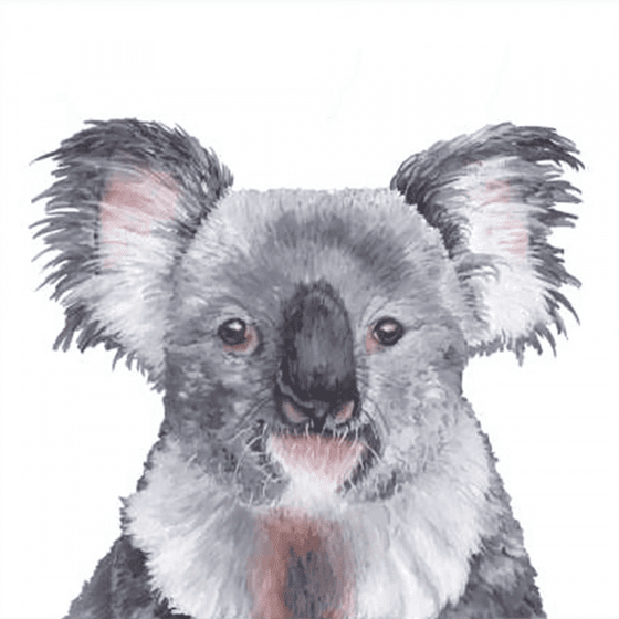 Koala Gaze - THE EMRA